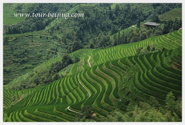 How to Visit Longji Rice Terraces from Guilin (Tips, Photos & Map)