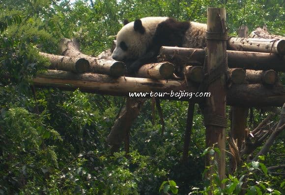 Chengdu Research Base of Giant Panda Breeding (Tips, Photos & Map)