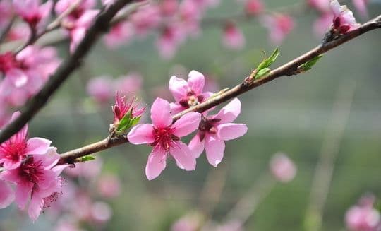 Best Places to See Spring Flowers in Beijing