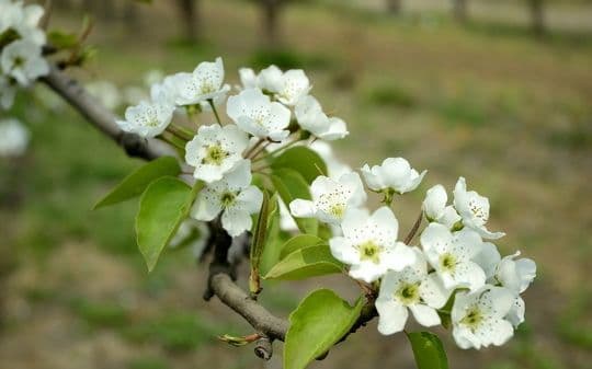 Best Places to See Spring Flowers in Beijing
