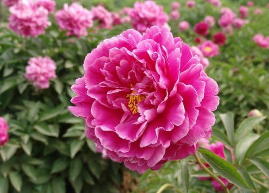 Best Places to See Spring Flowers in Beijing