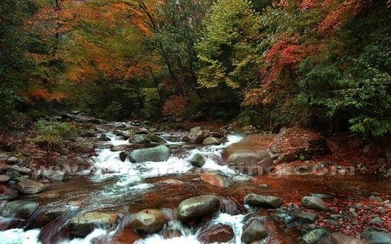 Red Leaves at Mt. Guangwushan