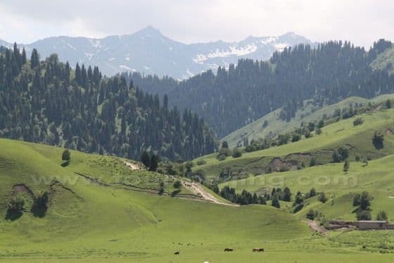 Narat Grassland in Xinjiang