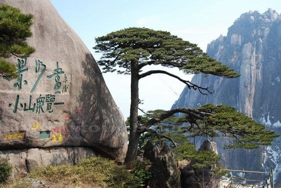Welcome Pine (Ying Ke Song)