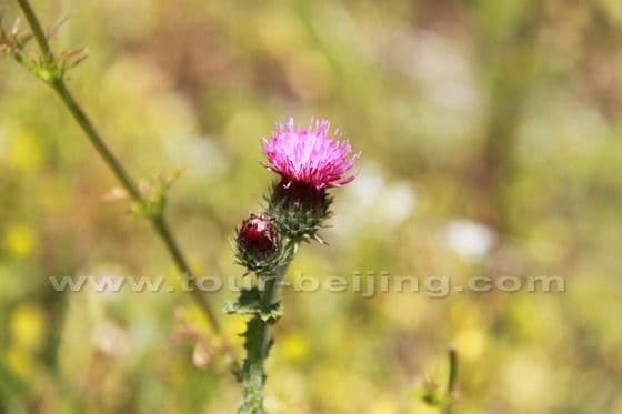 Ruoergai Grassland (Tips, Photos)
