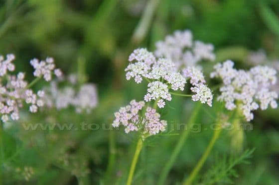 Ruoergai Grassland (Tips, Photos)