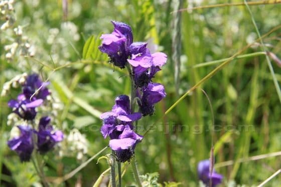 Ruoergai Grassland (Tips, Photos)