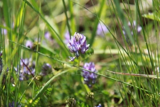 Ruoergai Grassland (Tips, Photos)
