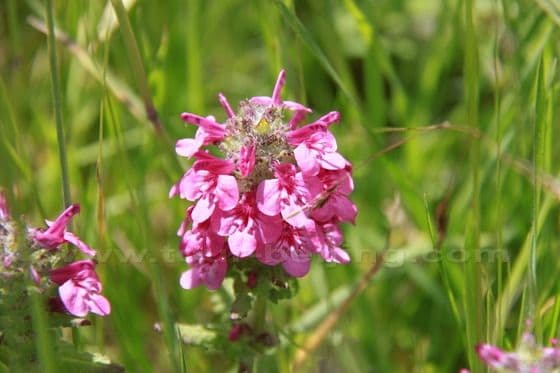 Ruoergai Grassland (Tips, Photos)