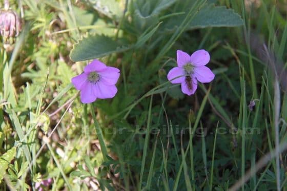 Ruoergai Grassland (Tips, Photos)