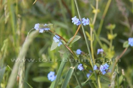 Ruoergai Grassland (Tips, Photos)