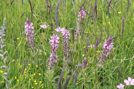 Ruoergai Grassland (Tips, Photos)