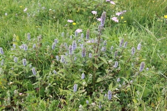 Ruoergai Grassland (Tips, Photos)