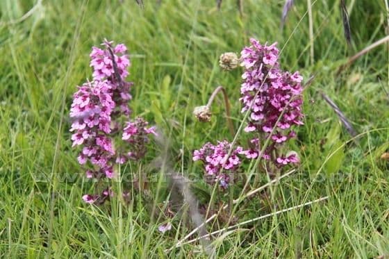 Ruoergai Grassland (Tips, Photos)