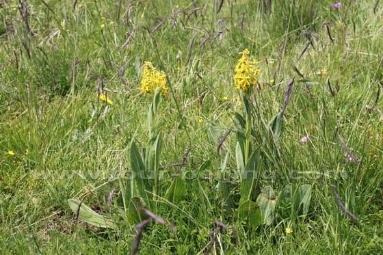 Ruoergai Grassland (Tips, Photos)
