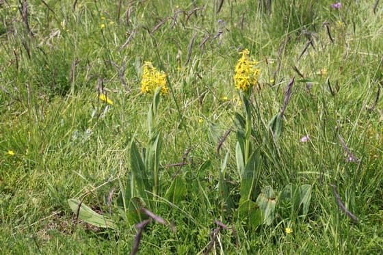 Ruoergai Grassland (Tips, Photos)