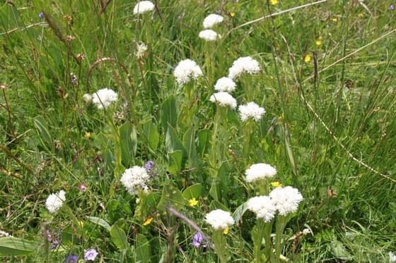 Ruoergai Grassland (Tips, Photos)