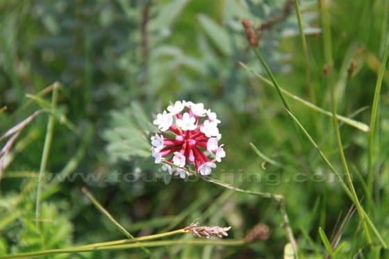 Ruoergai Grassland (Tips, Photos)