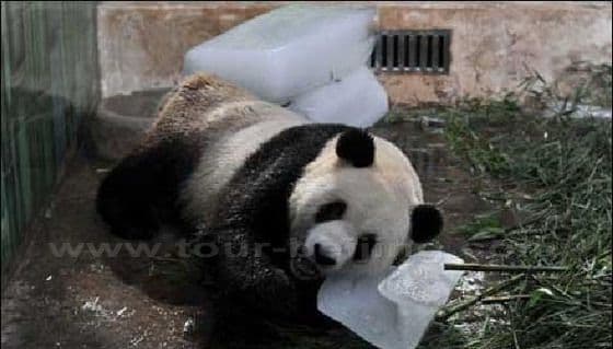 Wuhan Zoo