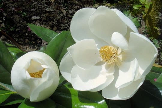 Best Places to See Spring Flowers in Beijing