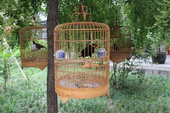 green trees hung with cage birds.