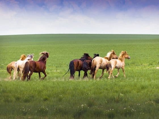 Grassland in West Ujimqin Banner (Tips, Photos & Map)