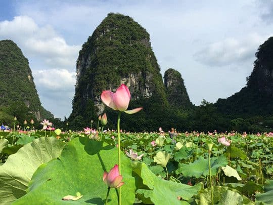 Karst Hills and Lotus.