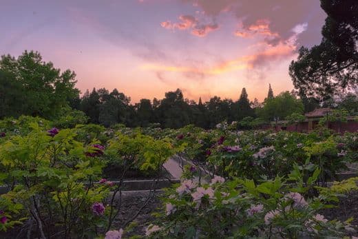 The Best Place to View Peony in Beijing