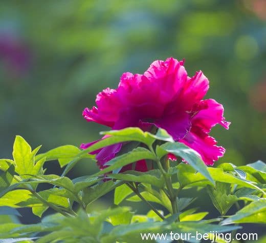 The Best Place to View Peony in Beijing