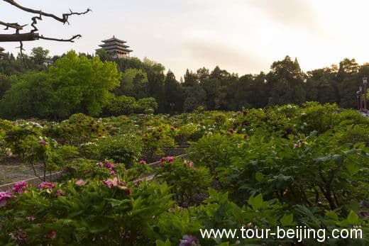 The Best Place to View Peony in Beijing