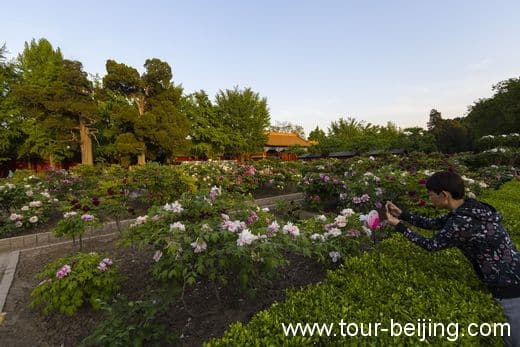 The Best Place to View Peony in Beijing