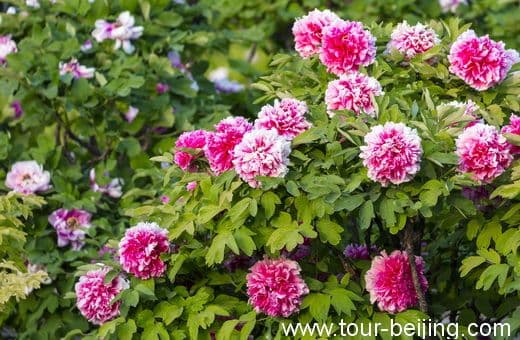 The Best Place to View Peony in Beijing