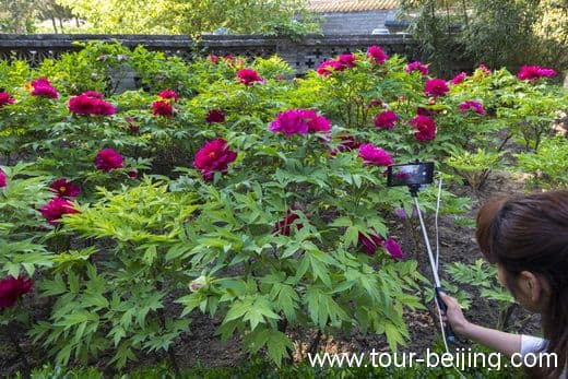The Best Place to View Peony in Beijing