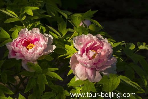 The Best Place to View Peony in Beijing