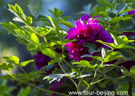 The Best Place to View Peony in Beijing