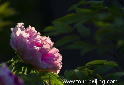 The Best Place to View Peony in Beijing