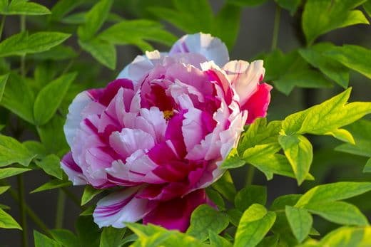 The Best Place to View Peony in Beijing