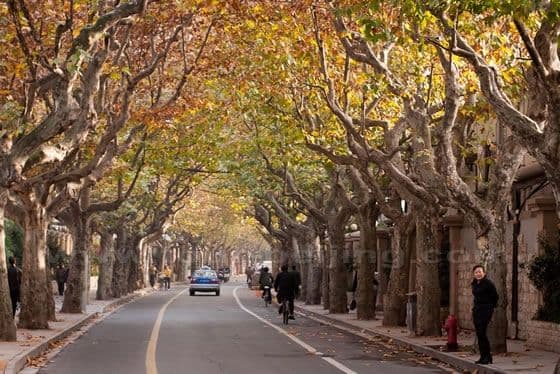 shanghai autum