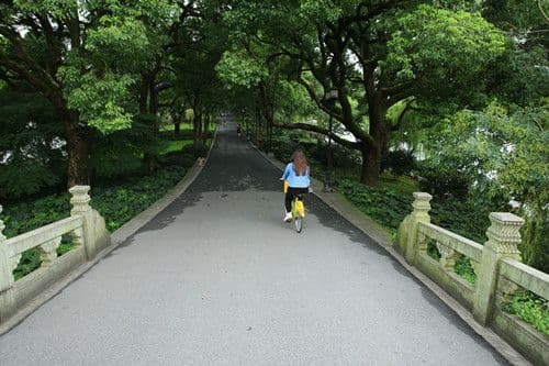the densely forested dame