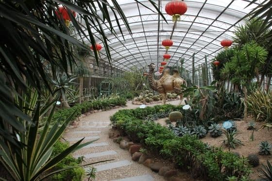tropical precious and special plants