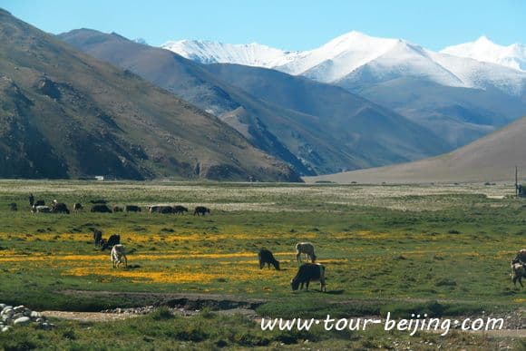 Drive from Tingri to Mt.Everest Base Camp (Tips, Photos & Map)