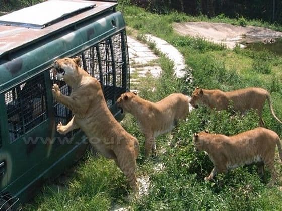 Shenzhen Safari Park
