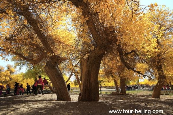 Populus Forest in Ejin Banner (Tips, Photos & Map)