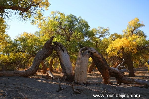 Populus Forest in Ejin Banner (Tips, Photos & Map)