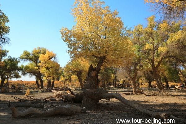 Populus Forest in Ejin Banner (Tips, Photos & Map)