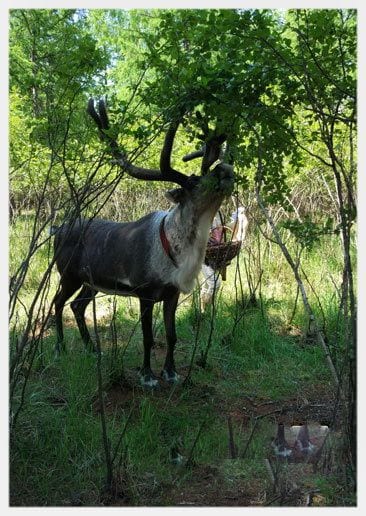 Aoluguya Reindeer Village (Tips, Photos & Maps)